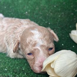 Crème de la crème - Cream male Poodle puppy in Griffin, Georgia from Rawls Lovely Little Tots