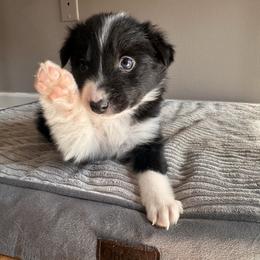 Girl 4 - Black and white female Border Collie puppy in Jonesboro, Arkansas from Hampton Border Collies