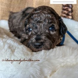 Blueberry - Merle Goldendoodle puppy in Oklahoma from Wilson Family Doodles LLC