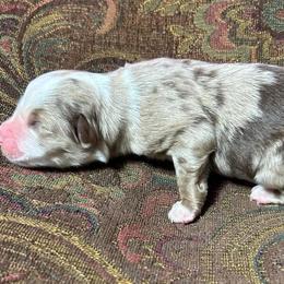 Boy 3 - Red merle male Miniature Australian Shepherd puppy in Hokes Bluff, Alabama from Alegria Toy Aussies