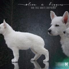 "Photo by Taylor Gracie 💕" Berger Blanc Suisse Puppies from Von Tasz White Shepherds