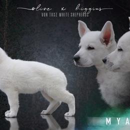 "Photo by Taylor Gracie 💕" Berger Blanc Suisse Puppies from Von Tasz White Shepherds