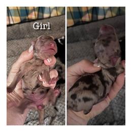 Mabel - Chocolate merle female Bernedoodle puppy in Rising Sun, Indiana from Ruby Lane Doodles