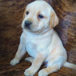 Violet - Yellow female Labrador Retriever puppy in Wyalusing, Pennsylvania from Cooley’s Labradors Retrievers