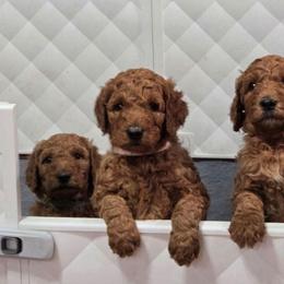 Pink Collar - Red  female Goldendoodle puppy in Auburn, Kansas from Puppy Paradise:  English Mastiff Puppies & Standard Goldendoodle Puppies