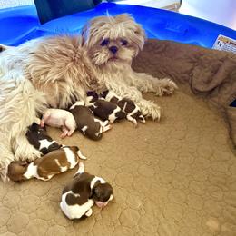Girl 2 - Liver and white female Shih Tzu puppy in Stroud, Oklahoma from Laik’s Little Shihtz & Poms