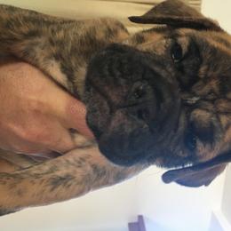 Olde English Bulldogge Puppies from Gods Of Olympus Bulldogges