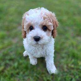 Mariah - female Cavapoochon puppy in Bullard, Texas from Cavapoochon Central LLC