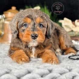 Black boy - Merle male Bernedoodle puppy in Waukesha, Wisconsin from Bernedoodle Boutique (and Cavapoos)