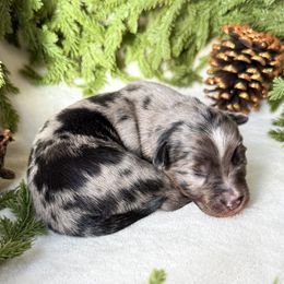 Douglas Fir - Blue merle male Miniature American Shepherd puppy in Idaho Falls, Idaho from Sugartop Minis