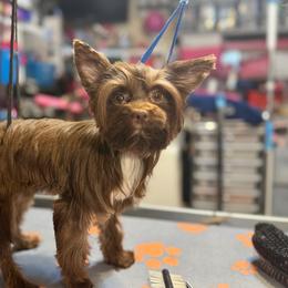 Windy - Chocolate, tan and white female Yorkshire Terrier puppy in Dallas, Texas from JBzPawz