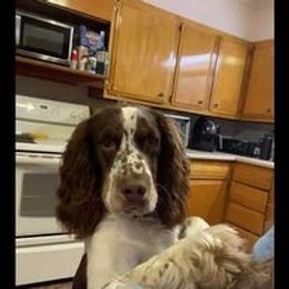 English Springer Spaniel Puppies from Ledge N' Tree English Springer Spaniels