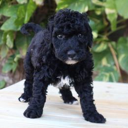 Romeo (Blue Collar) - Black male Goldendoodle puppy in Palmetto Bay, Florida from SOMIDOODLES