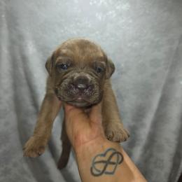 Maximus - Fawn male Cane Corso puppy in Forney, Texas from Dallas Lonestar Bullies