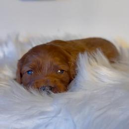 Rosie - Red female Cavapoo puppy in Knoxville, Tennessee from Dukes Forever Doodles