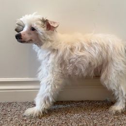 Very Hairy Hairless - White male Chinese Crested puppy in Lexington, Michigan from Affinity