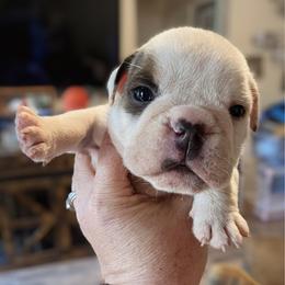 Ben - Blue tri-color male Bulldog puppy in Seneca, South Carolina from Burrell’s Bulldog Kingdom