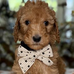 Phoneix - Apricot female Goldendoodle puppy in Yuciapa, California from AlltheDoodlez_