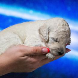 Rocky - White male Poodle puppy in Pleasant Grove, Utah from Out of This World Poodles