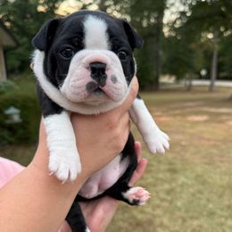 Bailey - Black and white female Boston Terrier puppy in Newnan, Georgia from Down South Bostons