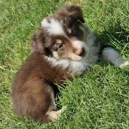 Pink - Red tri-color Australian Shepherd puppy in Crowell, Texas from Ardent Aussie Acres