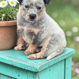 Black Ear patch girl - Blue speckled female Australian Cattle Dog puppy in Kalispell, Montana from BTR Australian Cattle Dogs