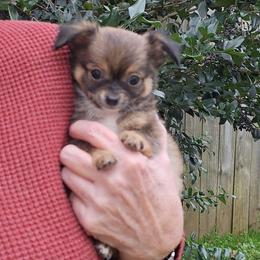 Patriot (Riot) - Black sabled fawn male Chihuahua puppy in Indian Trail, North Carolina from Carry On Chihuahuas