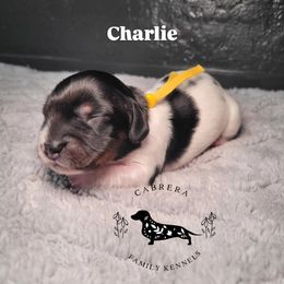 Charlie - Piebald male Dachshund puppy in Modesto, California from Cabrera Family Kennels