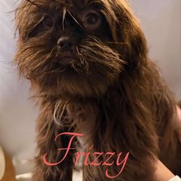Frizzy - Chocolate female Shih Tzu puppy in Ocala, Florida from Mimi's Shih-tzus of Ocala