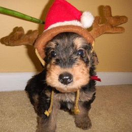 Airedale Terriers from Arily Airedales
