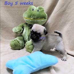 Fawn Boy - Fawn male Pug puppy in Medina, Ohio from T Tiny Treasures