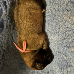 Leonberger Puppies from Sinnsro Leonbergers