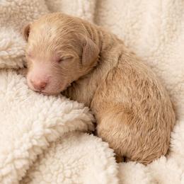Hazel - Apricot female Goldendoodle puppy in Meridian, Idaho from Lucy's Golden Doodles