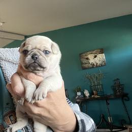 Boy 3 - Silver male Pug puppy in Chino Valley, Arizona from Blecker Kennel
