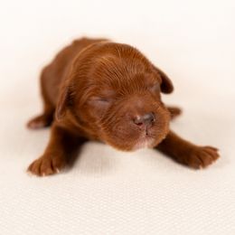 Bernedoodle, Cavapoo, Goldendoodle, and Poodle Puppies from Wasatch Pup