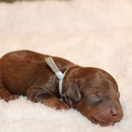 Light blue collar boy - Brown male Cavapoo puppy in Eagle Mountain, Utah from Liberty Farms Puppies