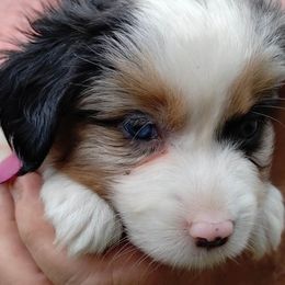 PINK COLLAR - Blue merle Miniature Australian Shepherd puppy in Omak, Washington from Willow Flats Kennels