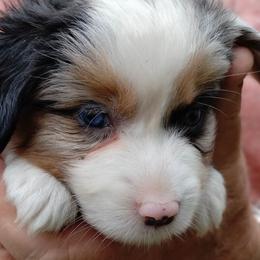 PINK COLLAR - Blue merle Miniature Australian Shepherd puppy in Omak, Washington from Willow Flats Kennels