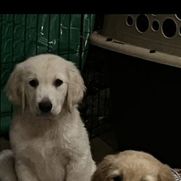 Golden Retriever Puppies from Graceful Goldens