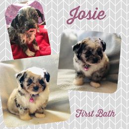 Aussiedoodle Puppies from Ohana Companions