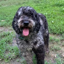 Ivy - Goldendoodle