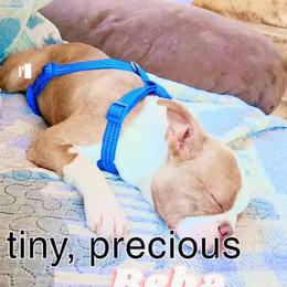 Reba - Boston Terrier