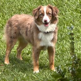 Royal - Miniature Australian Shepherd