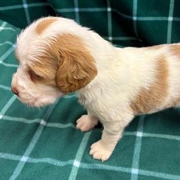 Krystal girl 2 - Orange and white female Brittany puppy in Floyd Knobs, Indiana from Cross Creek Brittanys