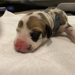 Boy 3 - Great Dane puppy in Dundee, Michigan from Weslow AKC Danes