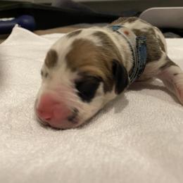 Boy 3 - Great Dane puppy in Dundee, Michigan from Weslow AKC Danes