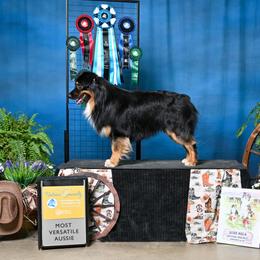 Australian Shepherd All Grown Up from Eventide Australian Shepherds