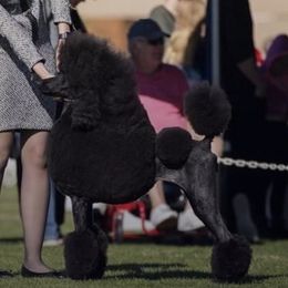 Milan - Poodle