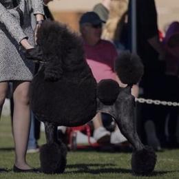 Milan - Poodle