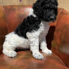 Double Doodle, Goldendoodle, and Pyredoodle Puppies from Little Muddy Doodles